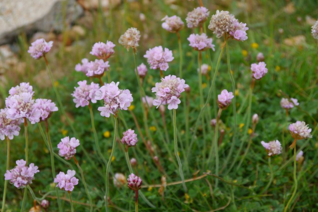 Thrift plant discount
