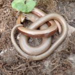 Courting Slow Worms